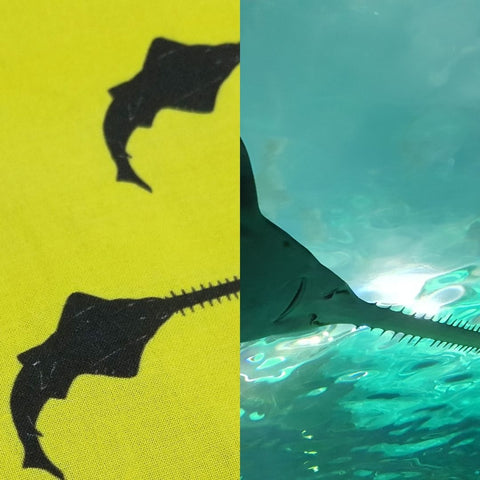 Sawfish Conservation Society